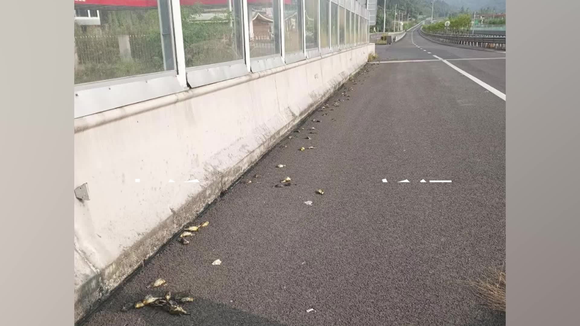 官方回应约40只红嘴相思鸟撞高速隔音屏障死亡：偶发事件，正将透明屏障涂成深色