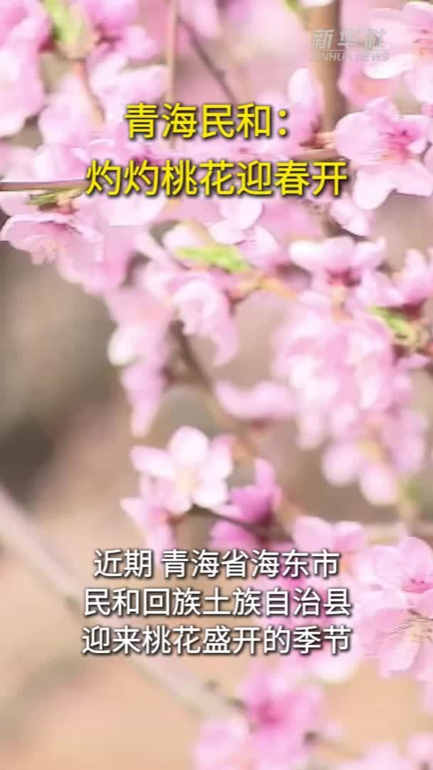 青海民和：灼灼桃花迎春开