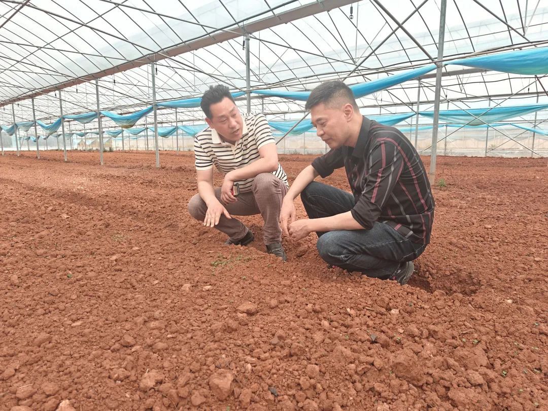 风靡江浙沪！抚州产的“板蓝根菜”，你吃过吗？