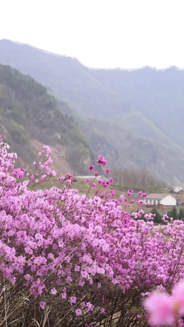 吉林集安：金达莱花开 赏花正当时