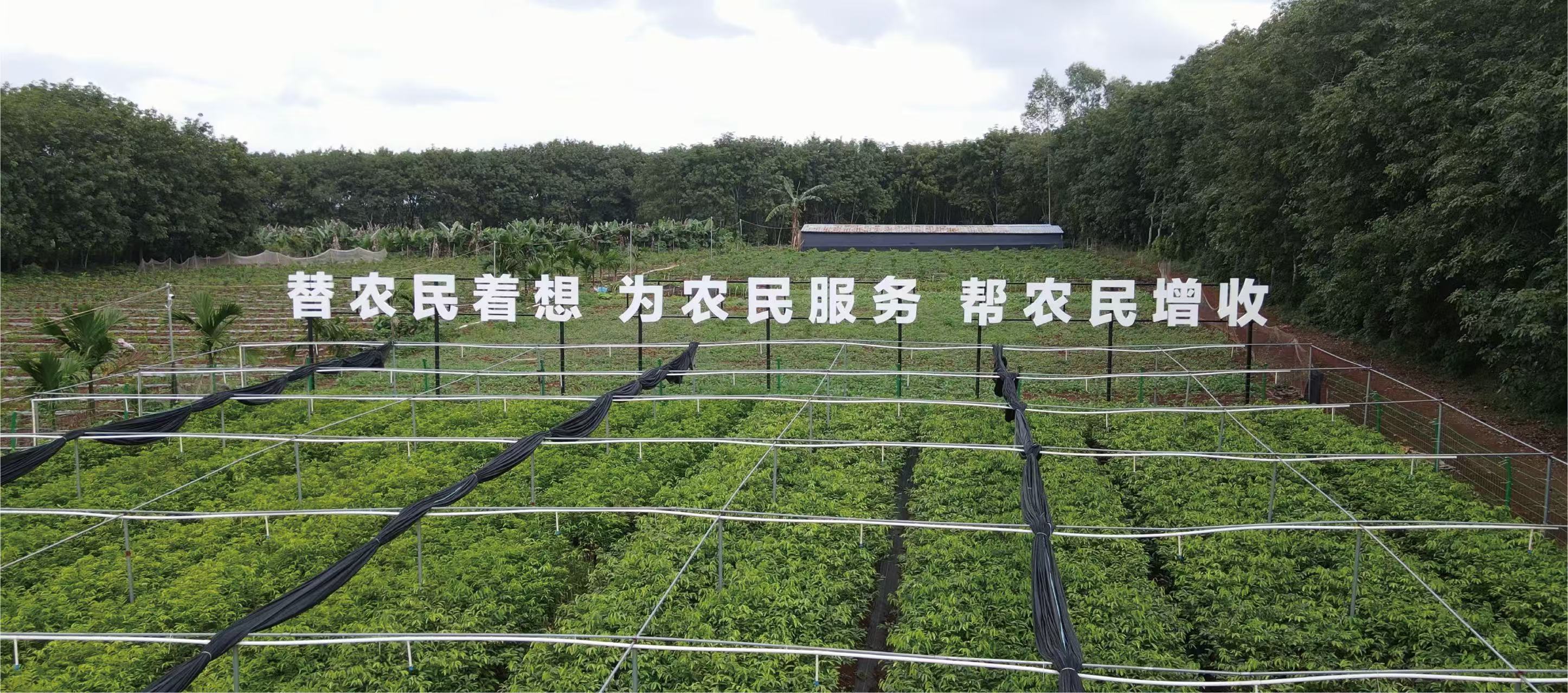 “联农带农富农  香民香村香业” 海南全面吹响沉香产业振兴乡村号角