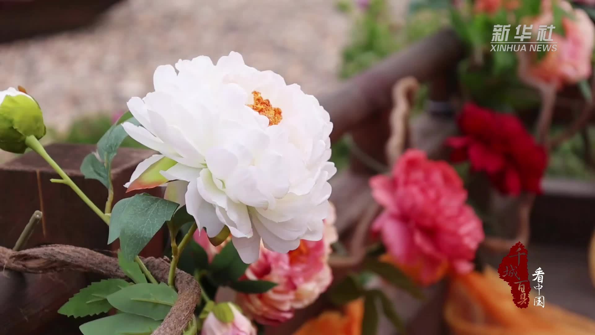 千城百县看中国｜湖南南岳：牡丹花展春意浓