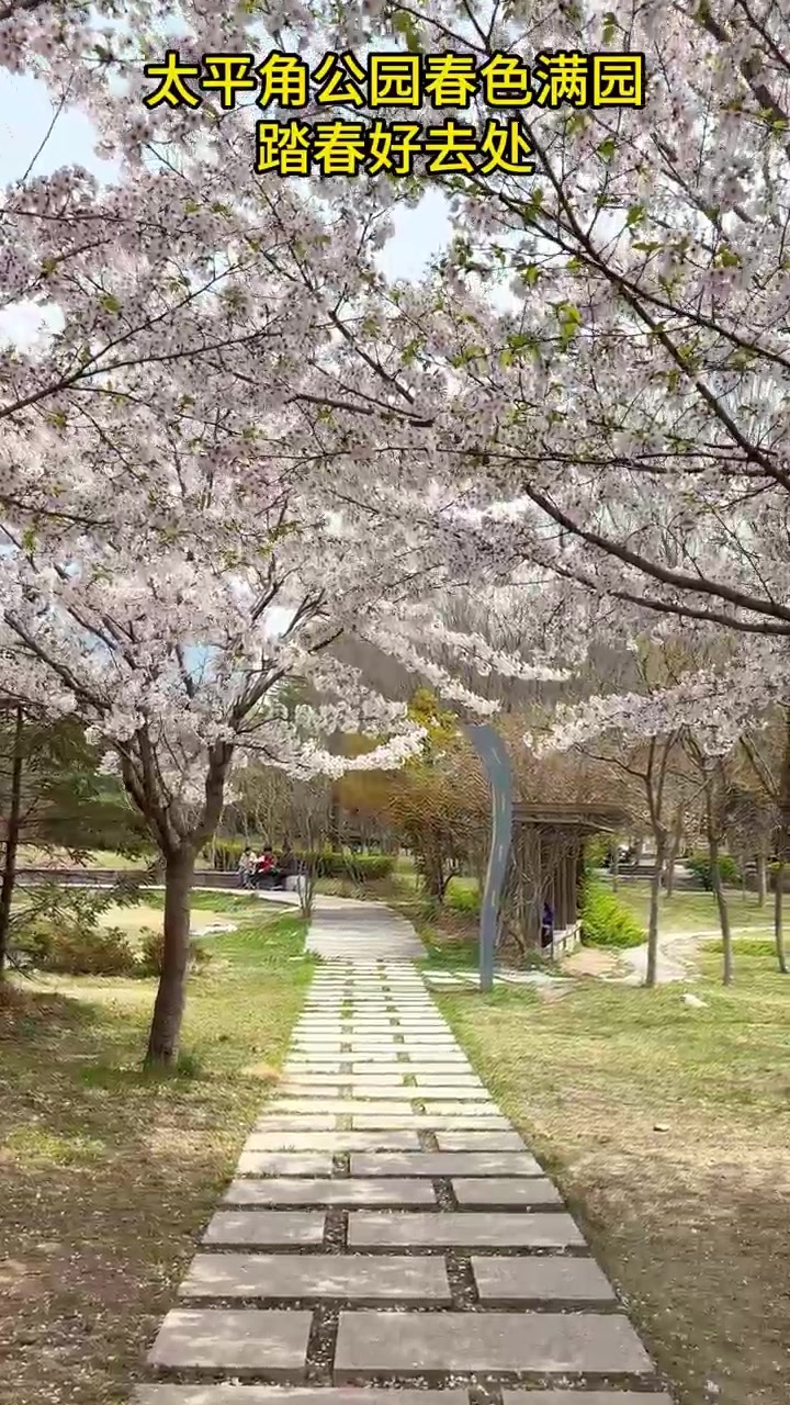 凤凰视频|一社一景|太平角公园春色满园 踏春好去处