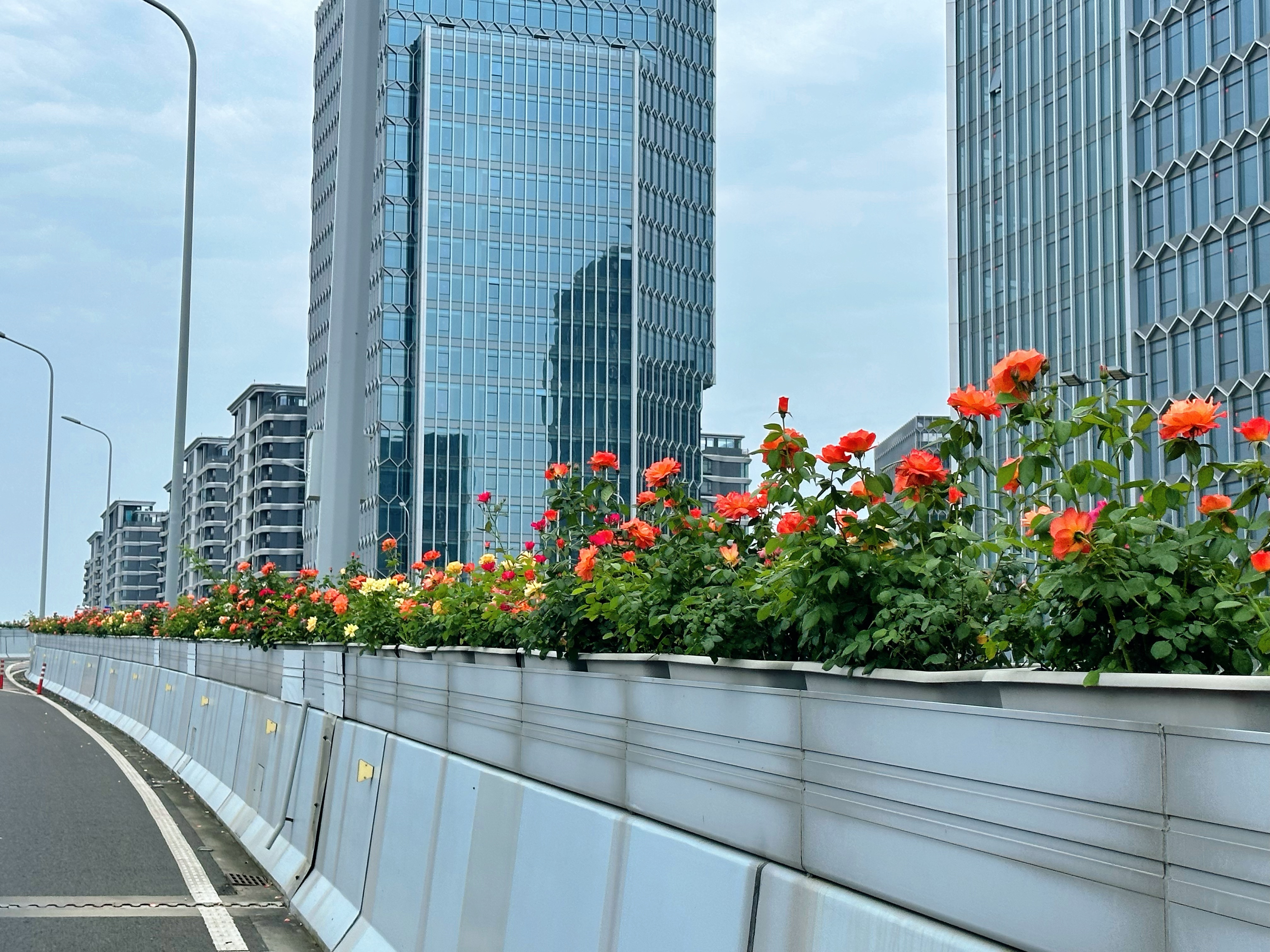 最美的风景在路上，宁波市江北区三座大桥绿化带月季如期绽放