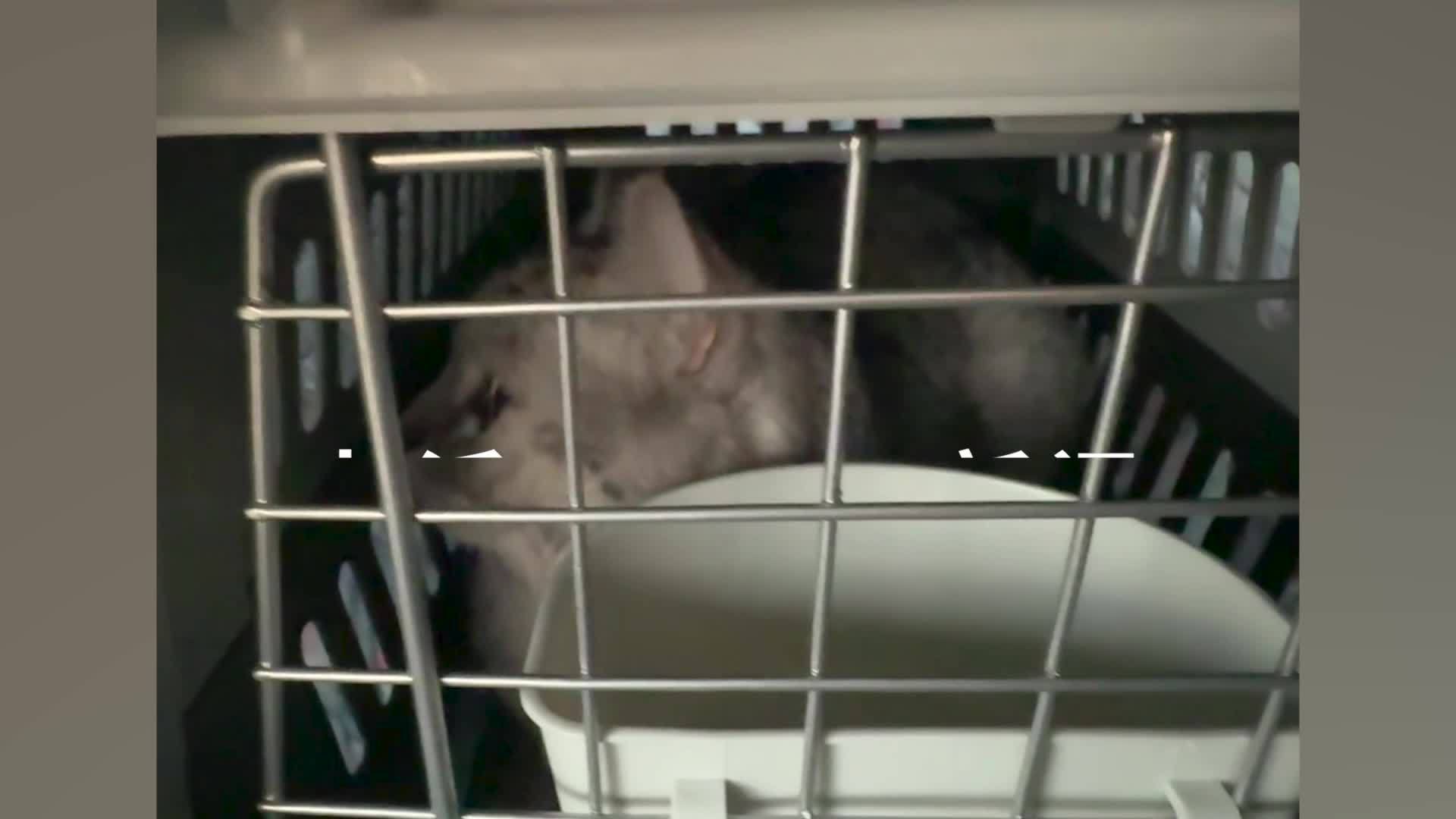 女子称火车托运宠物猫已丢失3个月，中铁快运：一直在积极找猫，愿意上门道歉