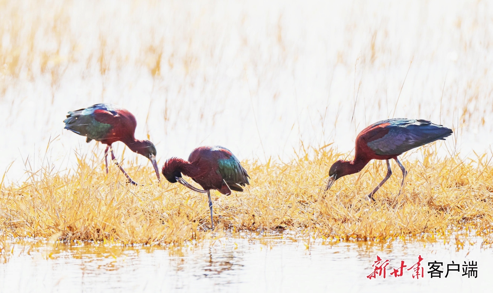 彩鹮的羽翼在阳光下折射出青铜色与紫绿色的变幻光彩　新甘肃&middot;甘肃日报通讯员　张汉军　摄