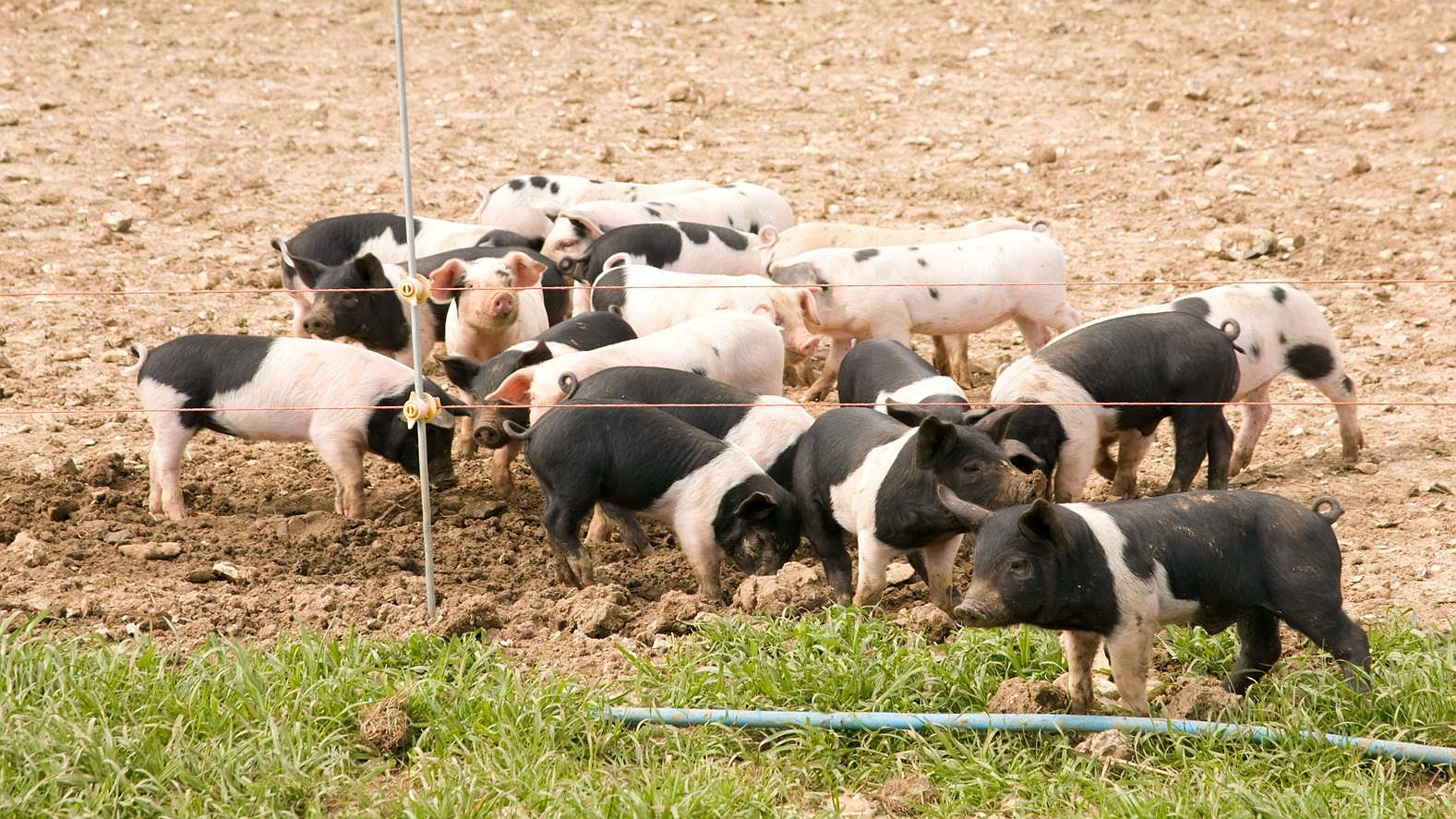 中国取消美国猪肉订单量创疫情来最高