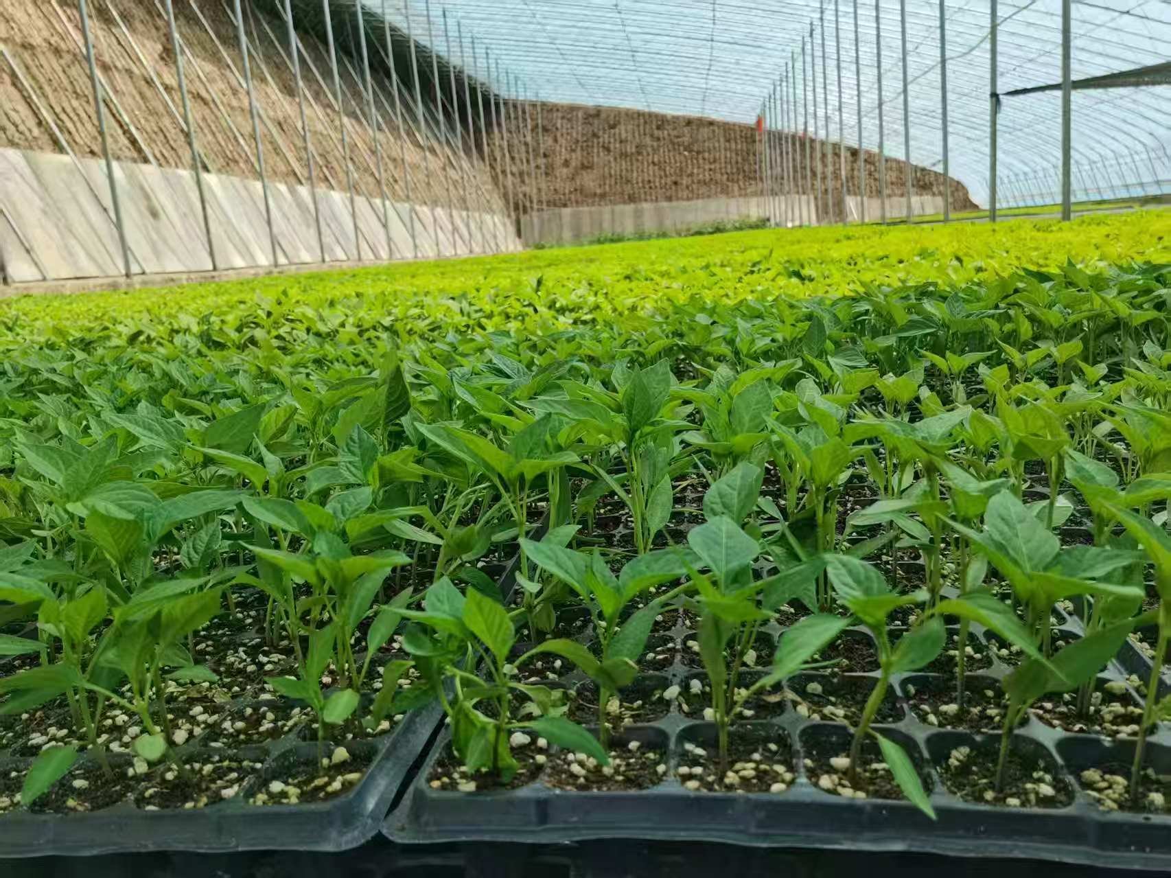 华亭智绘春耕图　“链”就富“蔬”产业