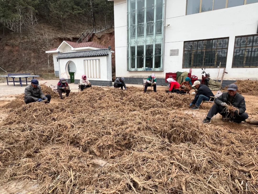 从土疙瘩变身金招牌　华亭春日“药”事安排上了