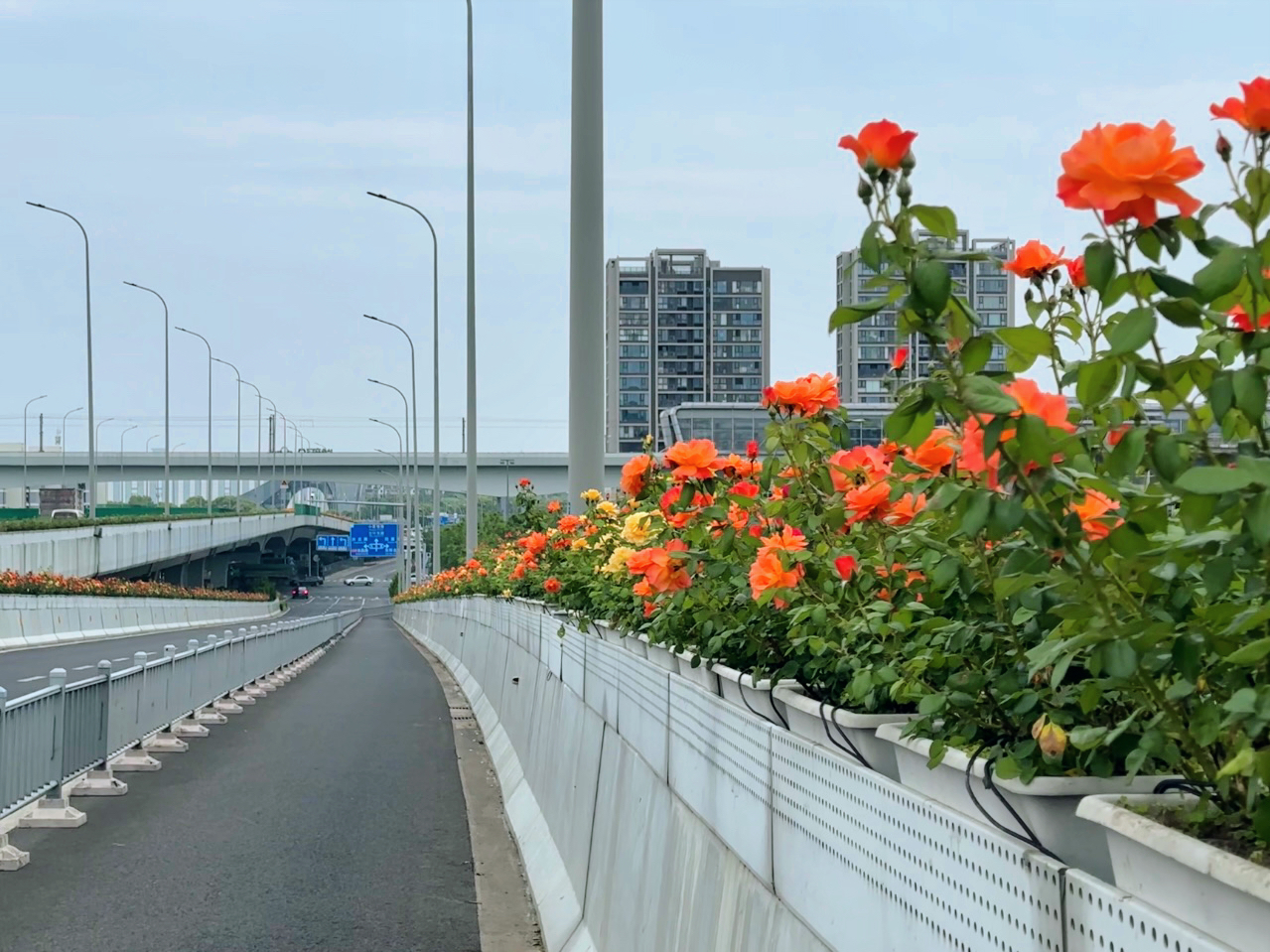 最美的风景在路上，宁波市江北区三座大桥绿化带月季如期绽放