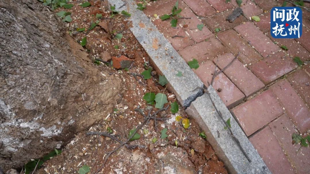 危险！临川区玉茗大道一大树倾斜成隐患 相关部门：立即清除