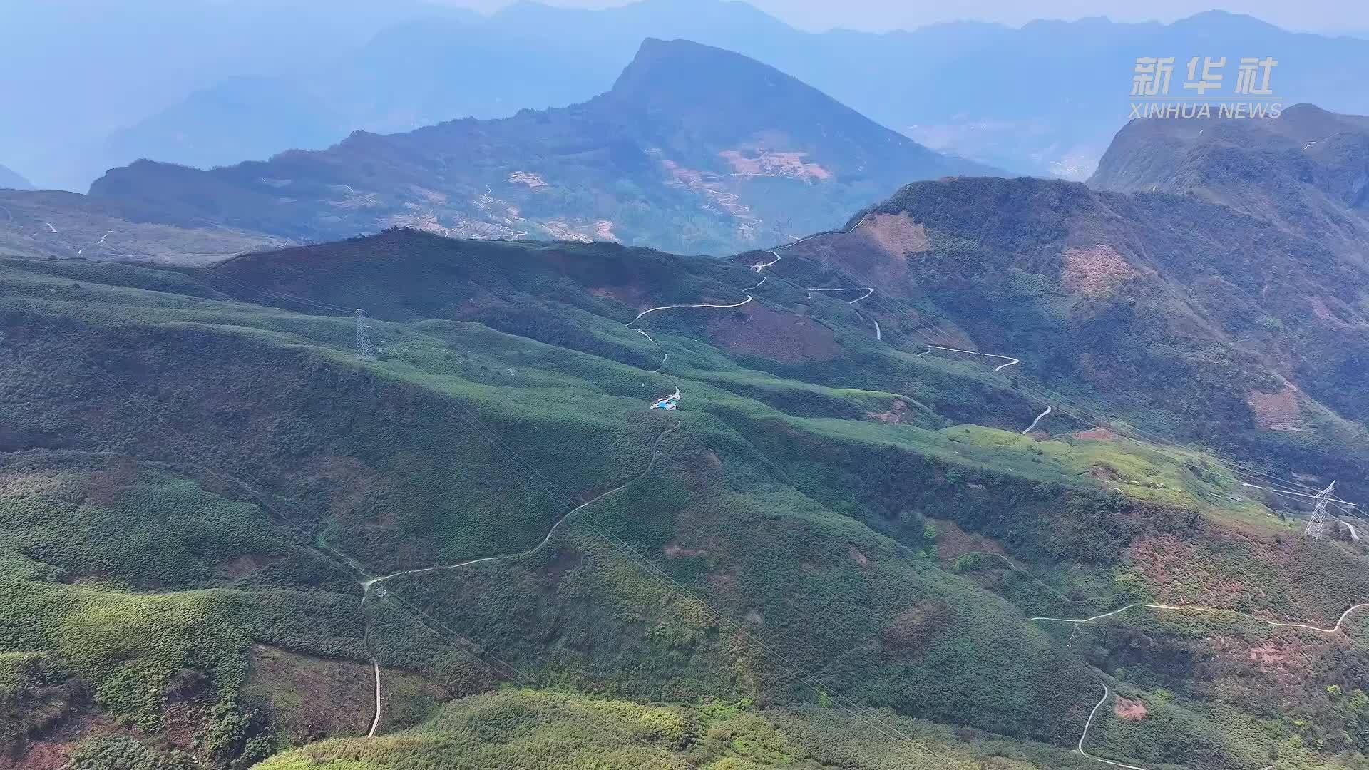 暮春山野鲜 筇笋正当时