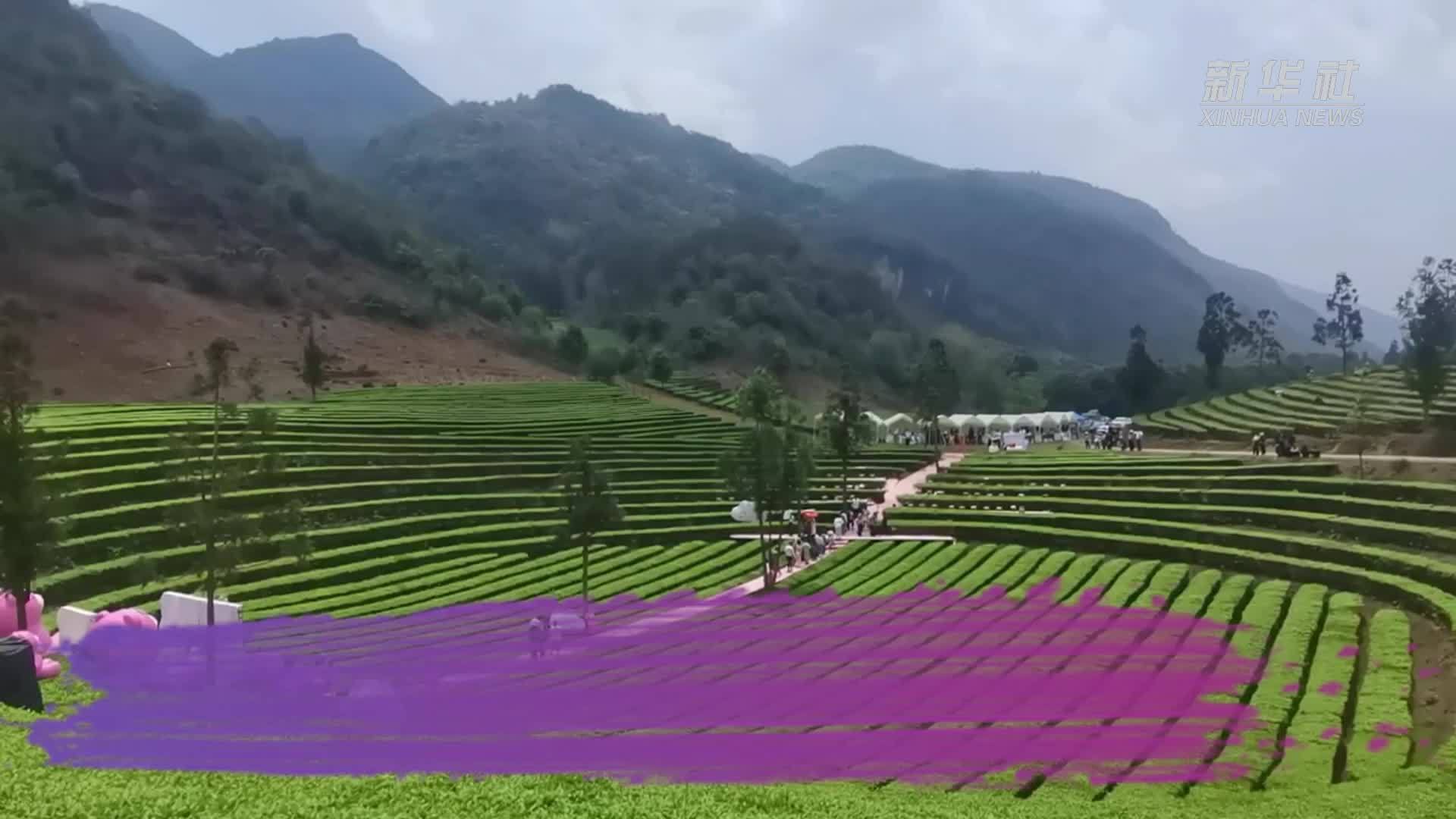 云南勐撒：到万亩茶园体验多样茶文化