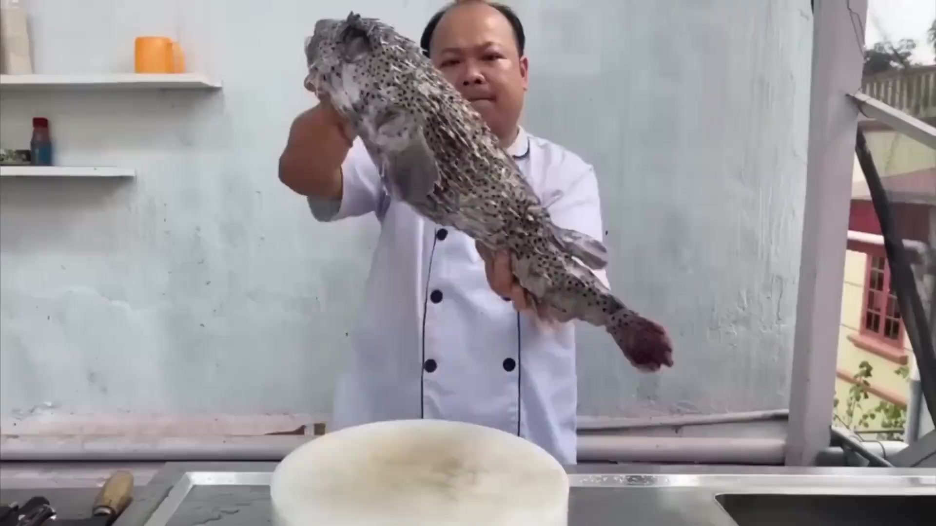 泰国高手宰杀烹饪河豚，五斤大的刺豚被剥离整个鱼皮，带大家见识一下