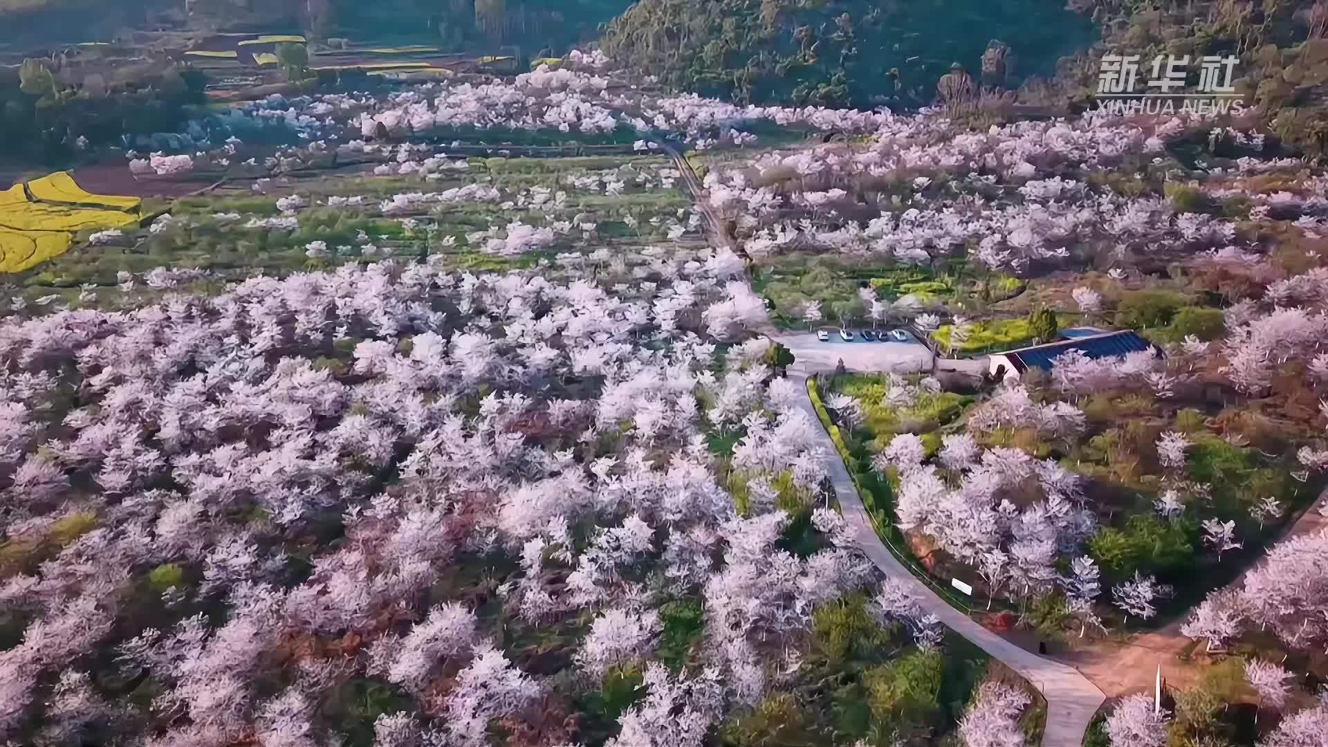 经济政策一线微观察｜场景赋能撬动消费新增量——一朵槐花的IP化产业“破圈”