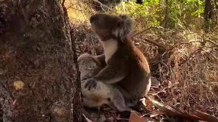 野火后不救反杀？澳大利亚750只考拉惨遭扑杀，动保组织怒斥：健康、怀孕考拉被误杀