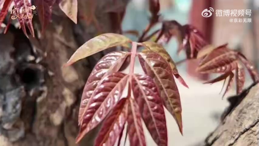 谷雨食椿 品味春日最后一抹鲜