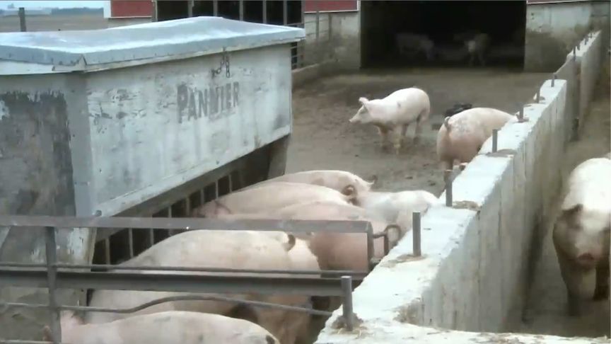 外媒：过去一周，中国大规模砍单美猪肉，高达1.2万公吨