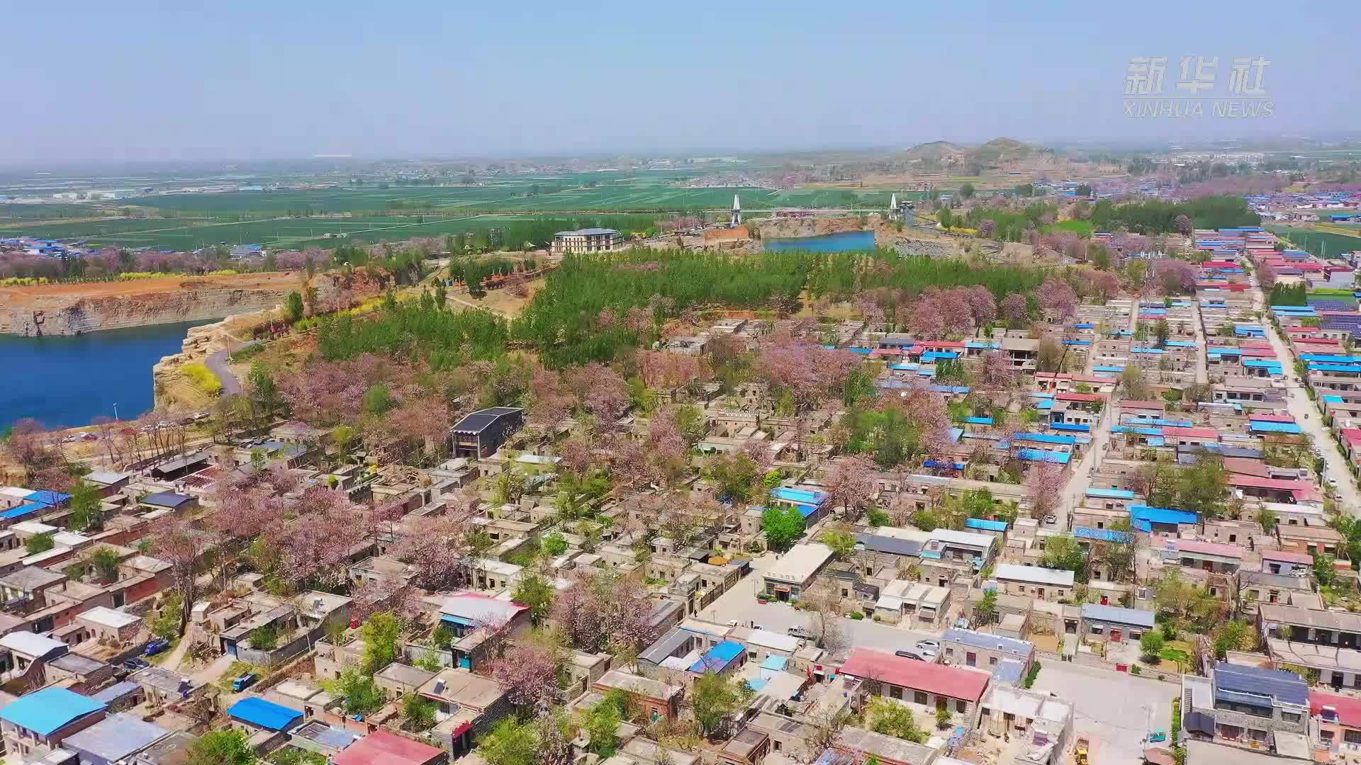 千城胜景｜山东巨野：梧桐花开 限定美食来袭