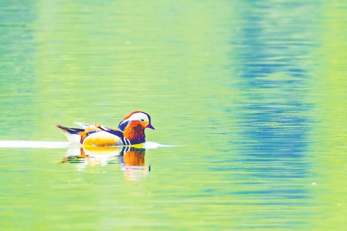 颜值爆表！永修白莲湖首现野生鸳鸯（图）