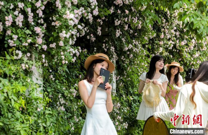 湖北武汉：百米蔷薇“花瀑”墙引民众争相打卡