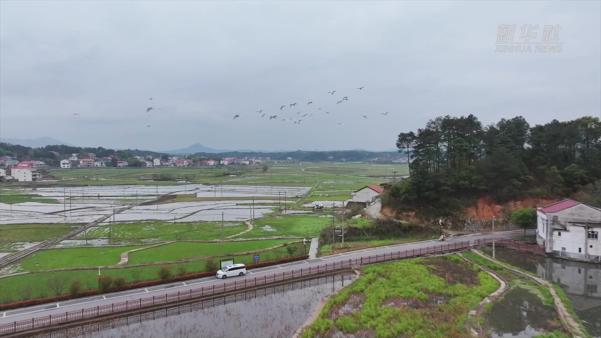 湖南南岳：白鹭戏春水 生态画卷美