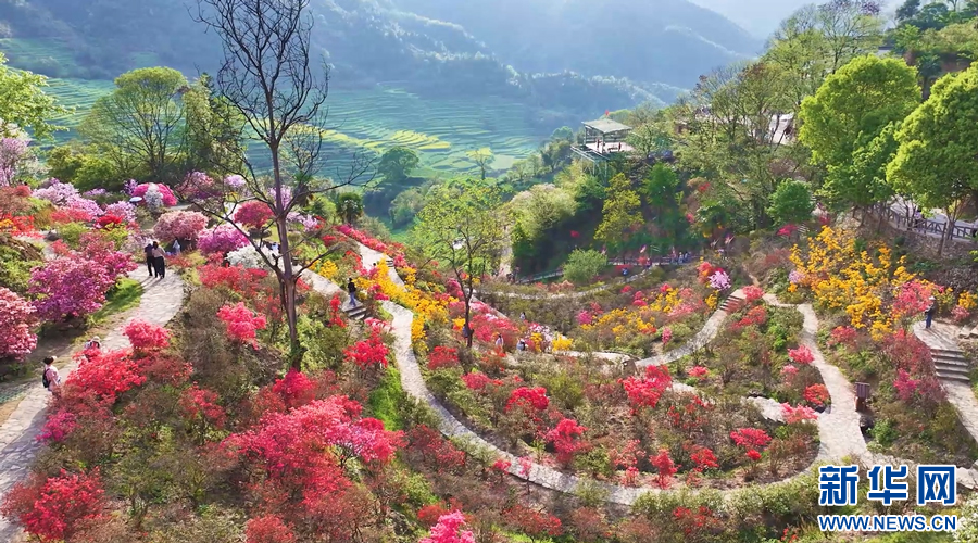 漫山遍野的杜鹃花竞相绽放。新华网发