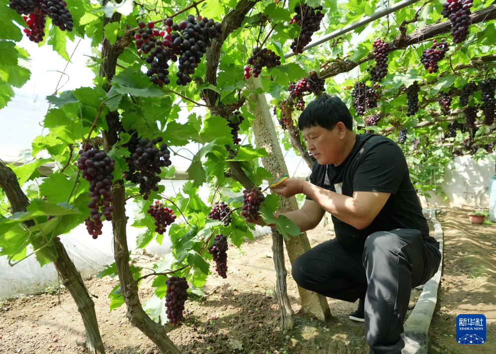 4月25日，河北省卢龙县石门镇刘士营村一顺葡萄种植合作社的社员在大棚内管护即将成熟的葡萄。