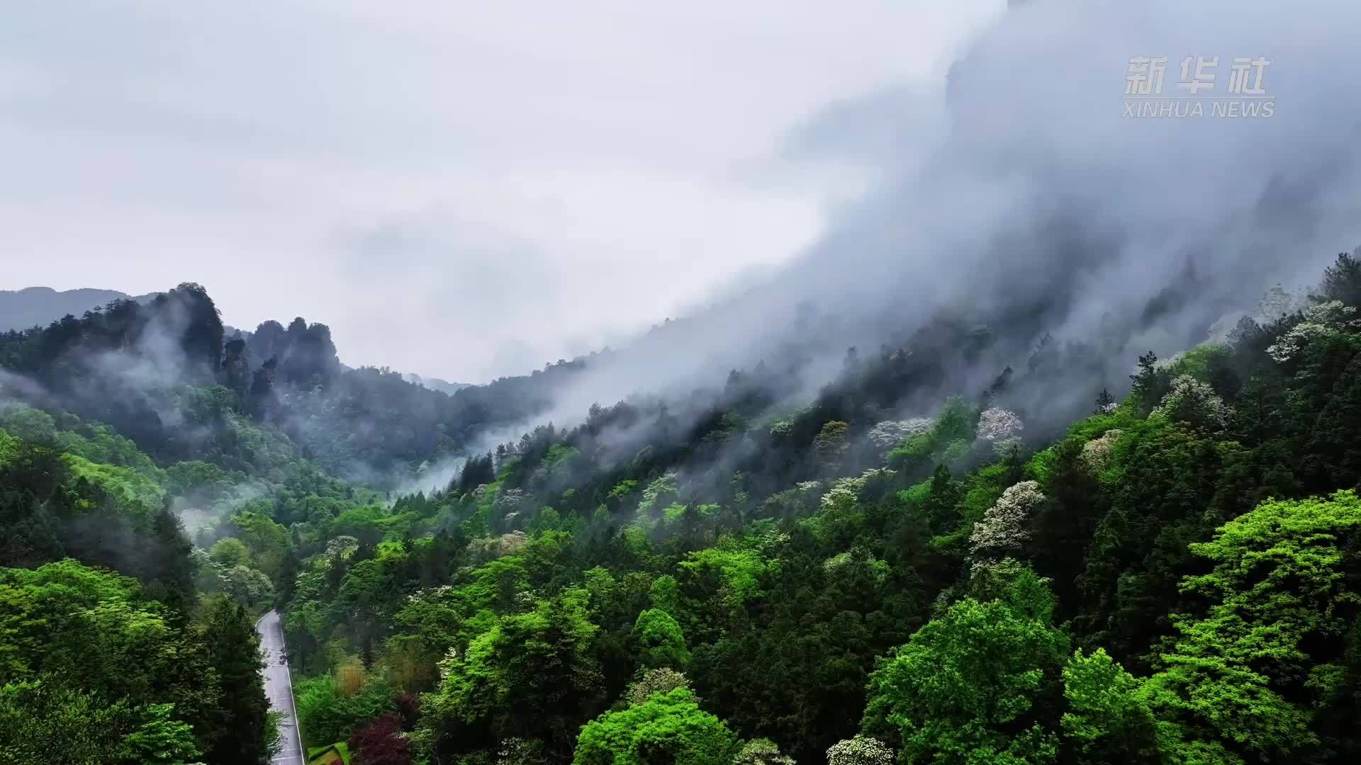 湖南张家界：春日黄石寨 云海宛如仙境