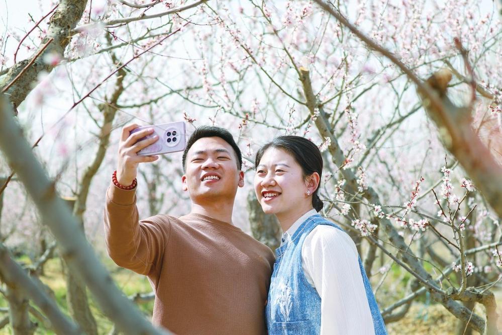 近日，肃州区金佛寺镇万亩杏花竞相绽放，吸引游客前来踏春赏花。新甘肃&middot;甘肃经济日报通讯员　曹红祖　摄