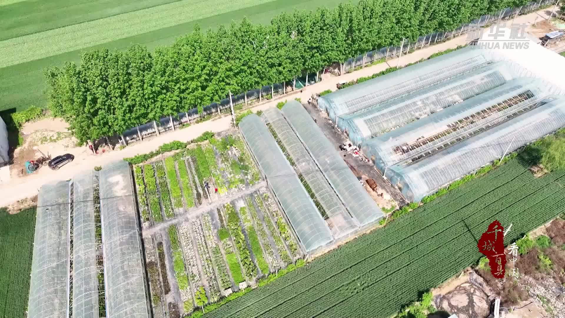 千城百县看中国｜山东定陶：小伙返乡当“花匠”打造“月季王国”