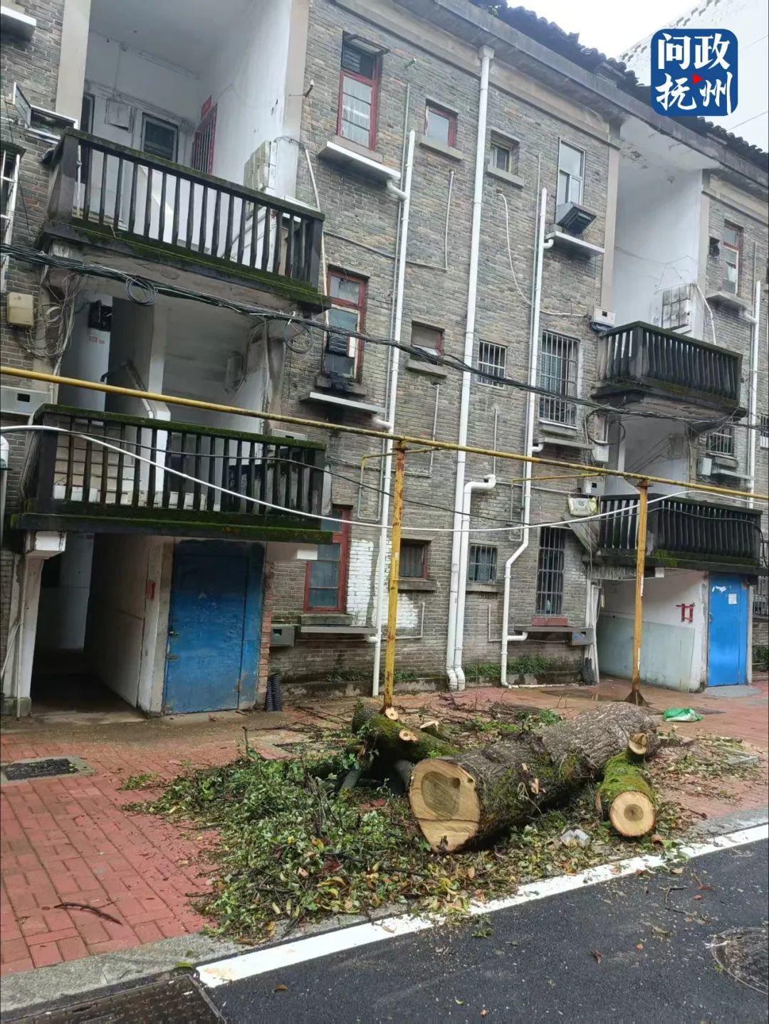 危险！临川区玉茗大道一大树倾斜成隐患 相关部门：立即清除