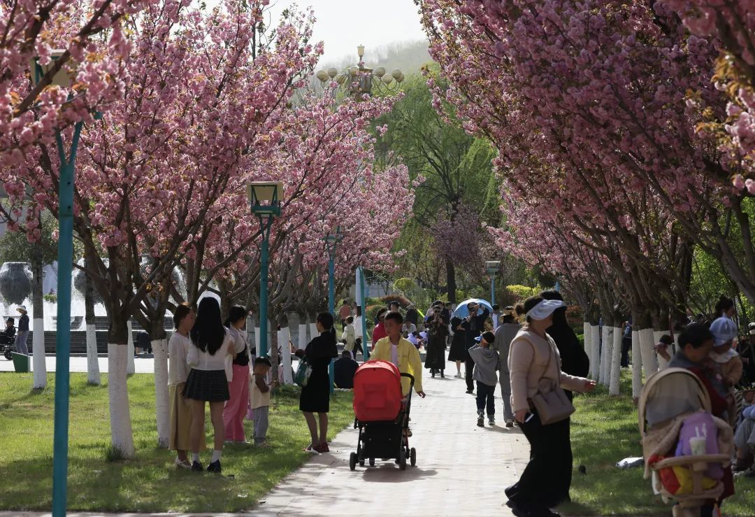 樱花树下站谁都美 在陇南邂逅春日浪漫