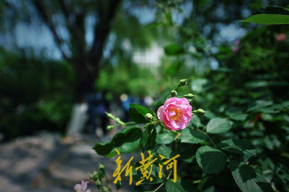 五龙潭泉畔川剧“变脸表演”吸眼球