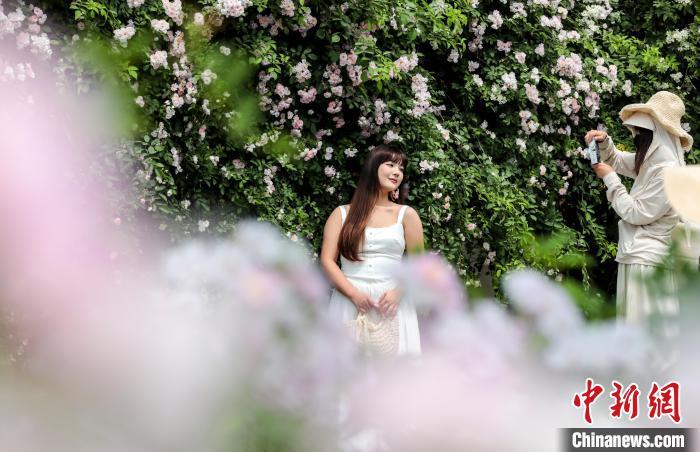 湖北武汉：百米蔷薇“花瀑”墙引民众争相打卡