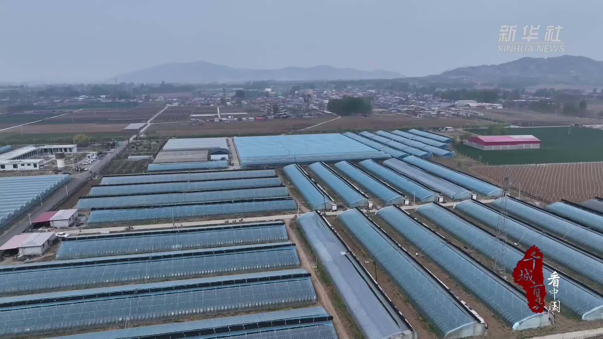 千城百县看中国｜河北卢龙：大棚油桃结硕果