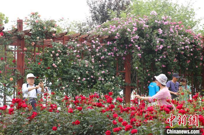 在月季园内打卡拍照的市民游客。 熊锦阳 摄