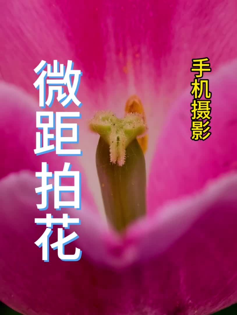 口袋里的光影课｜手机微距怎么拍花？