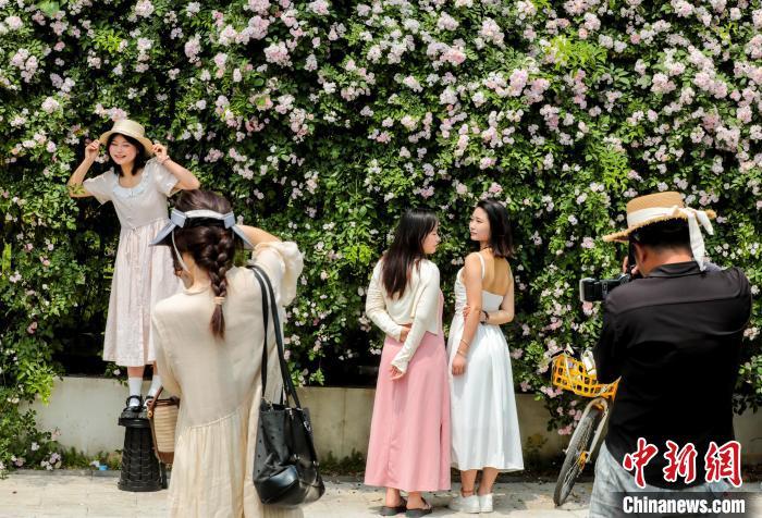 湖北武汉：百米蔷薇“花瀑”墙引民众争相打卡