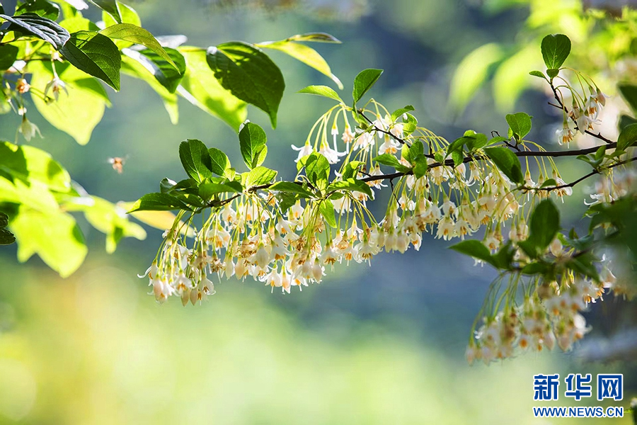 4月17日，河南省驻马店市确山县三里河街道老虎山的山谷中，茉莉花悄然盛开。
