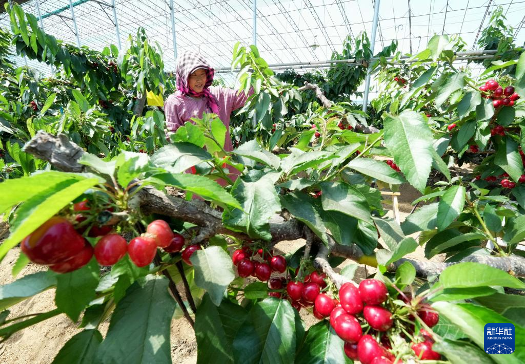 4月25日，河北省卢龙县蛤泊镇两县店村益民家庭农场的工人在大棚内采摘樱桃。