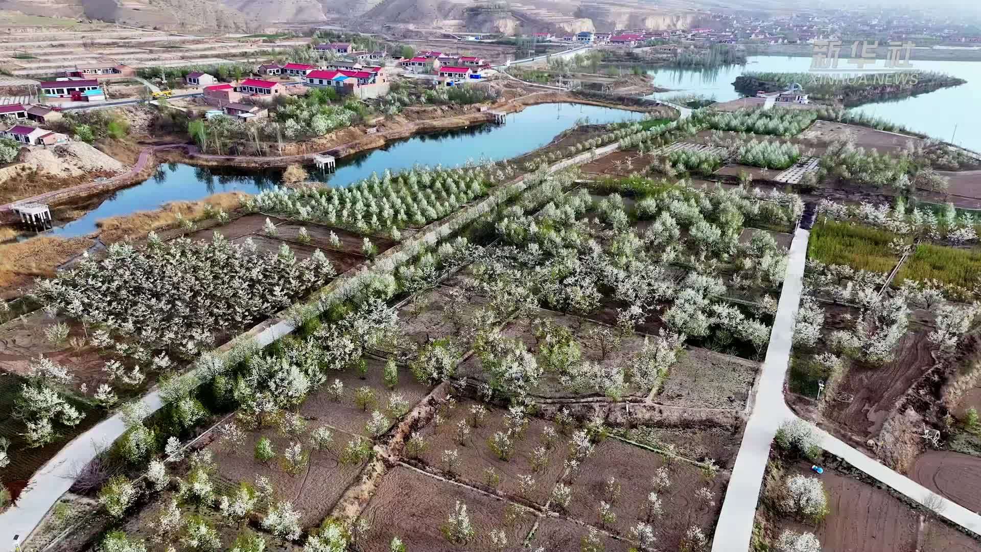 宁夏海原：百年梨园花正浓