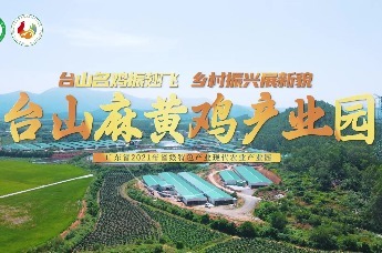 台山市麻黄鸡现代农业产业园宣传片发布