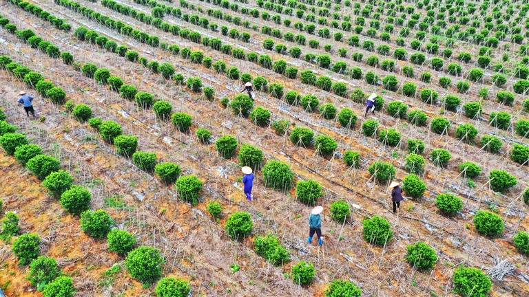 春季管护收获希望（图）