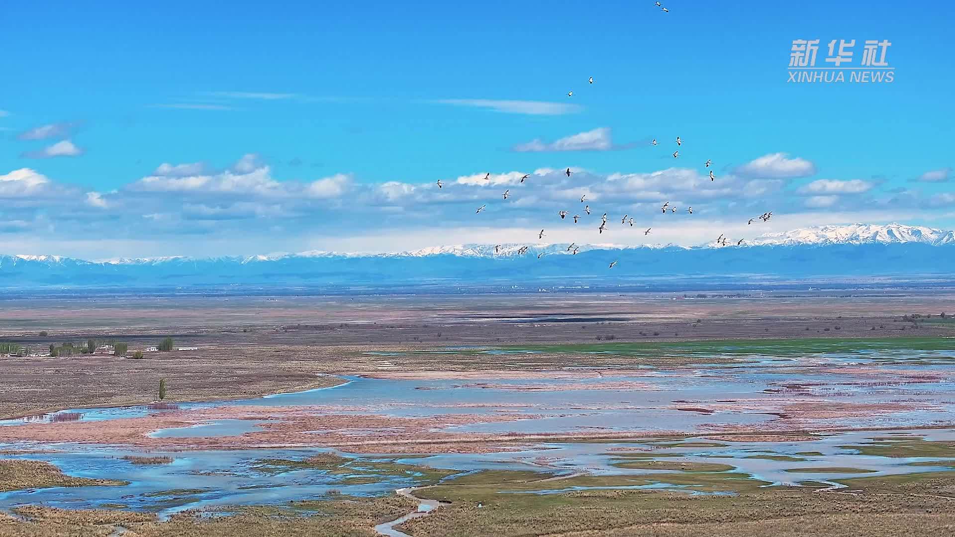 新疆库鲁斯台湿地：候鸟翔集 鹤舞翩跹