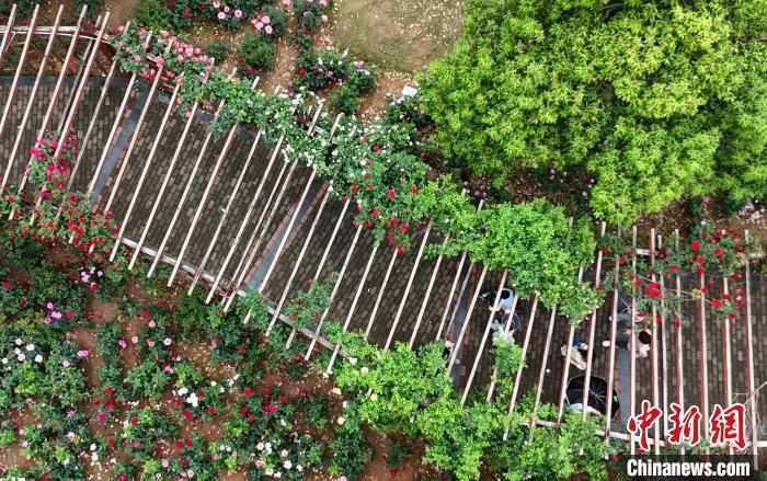 在月季园内行走的市民游客。(无人机照片) 熊锦阳 摄