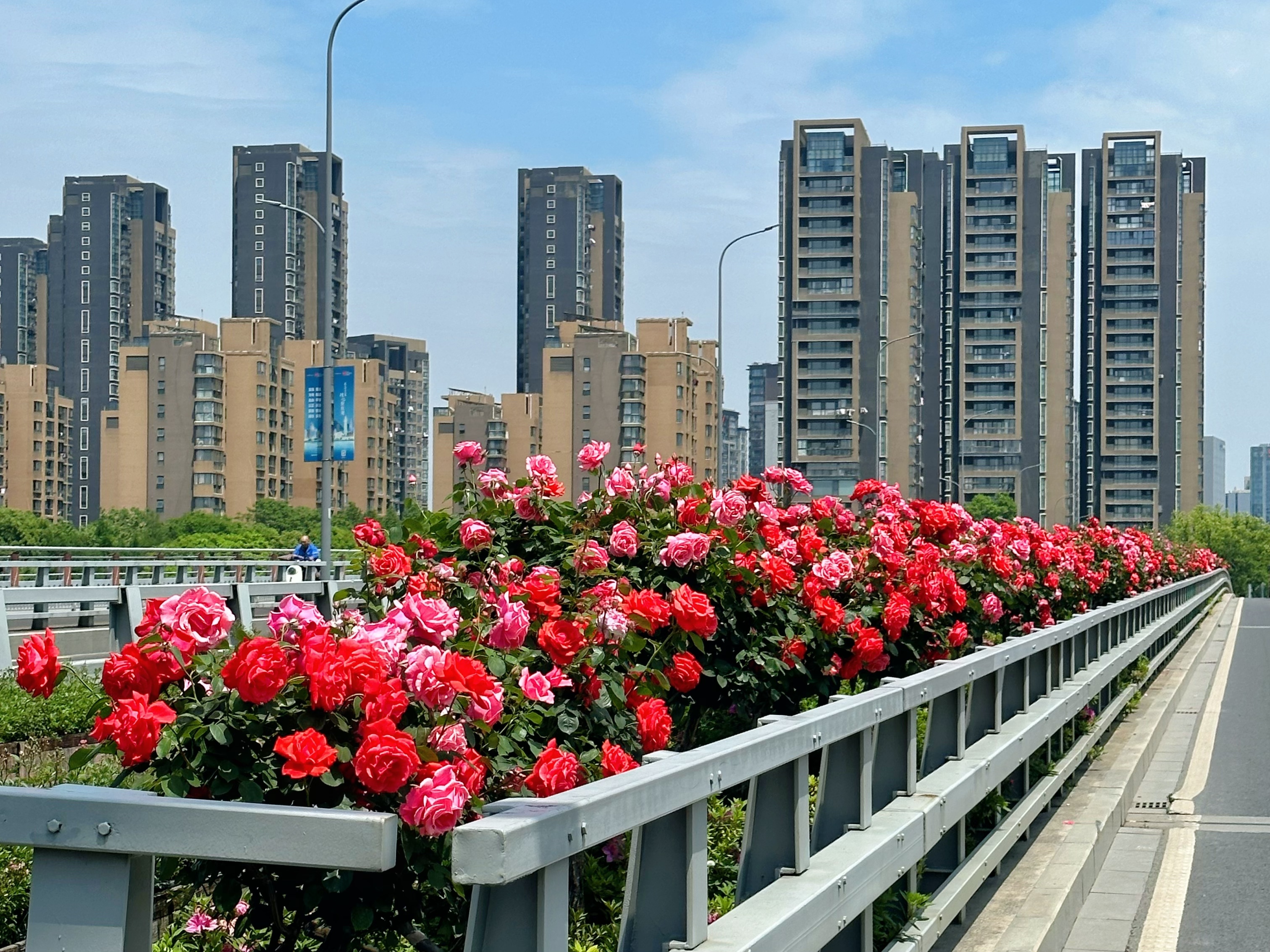 最美的风景在路上，宁波市江北区三座大桥绿化带月季如期绽放
