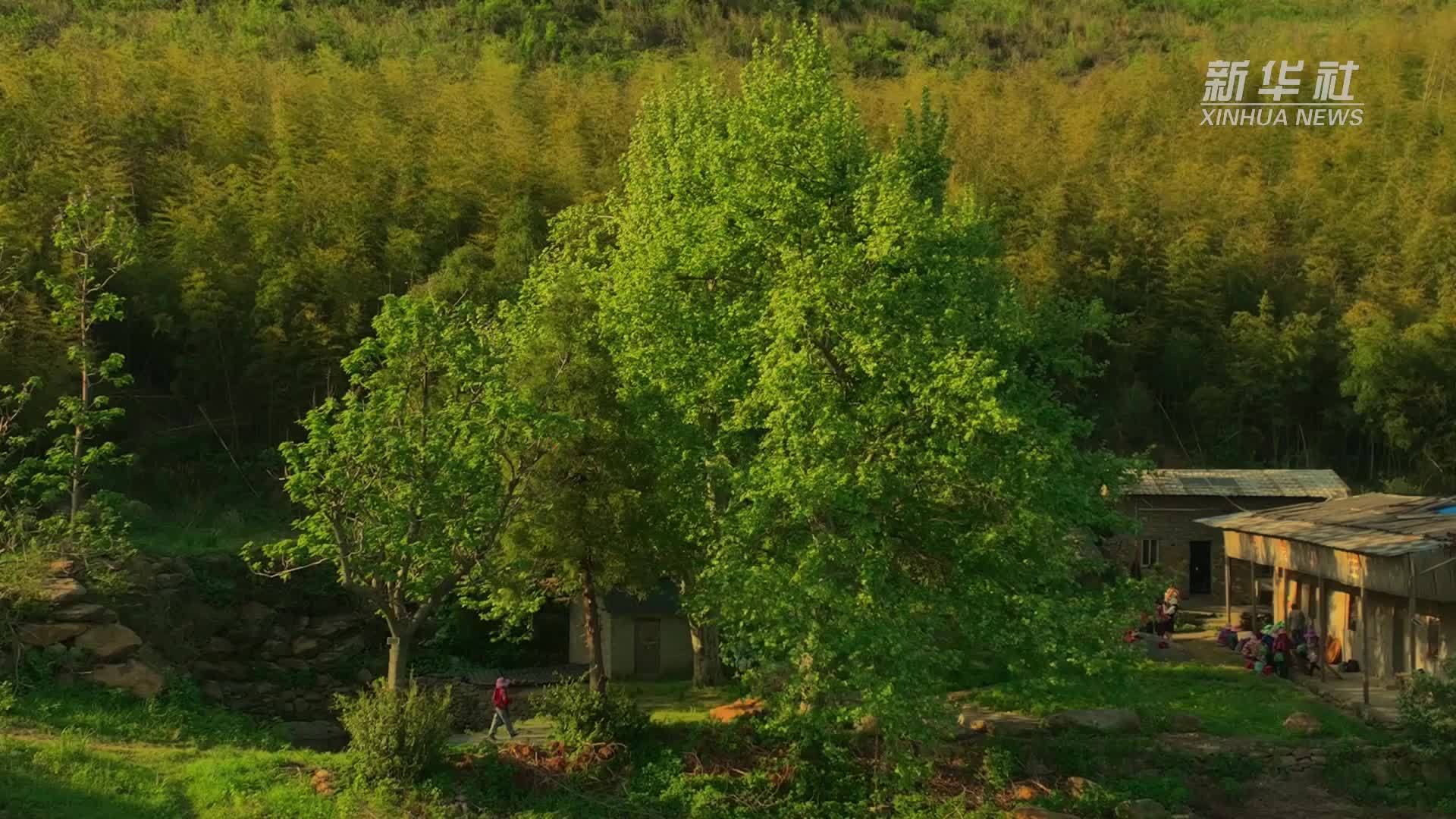 江西湖口：山中茶事