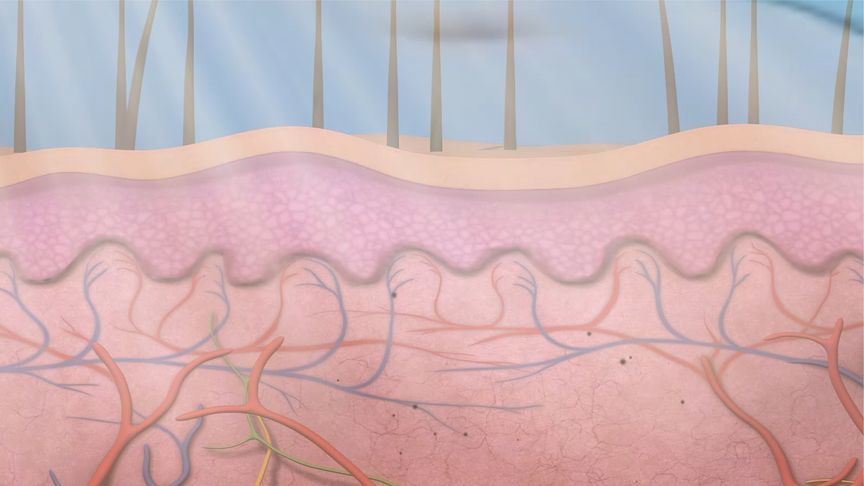 褪黑素不仅关乎睡眠，竟然可以保护心血管？