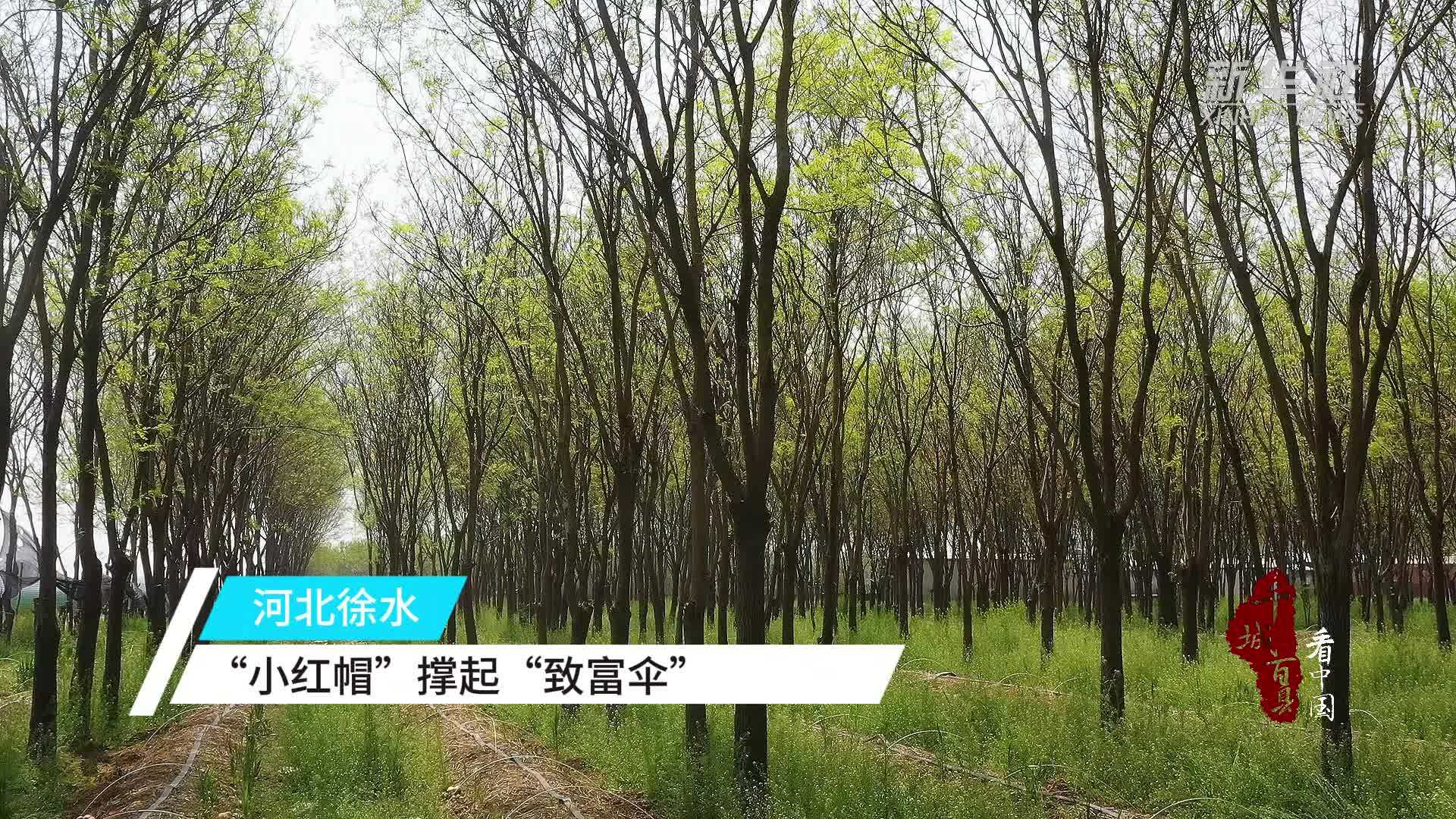 千城百县看中国｜河北徐水：“小红帽”撑起“致富伞”